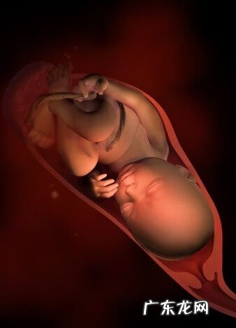 宝宝胚胎发育过程图 怀孕胎儿发育过程图片