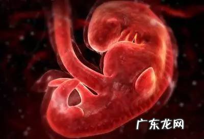 宝宝胚胎发育过程图 怀孕胎儿发育过程图片