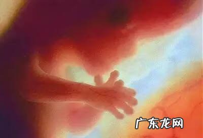宝宝胚胎发育过程图 怀孕胎儿发育过程图片