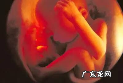 宝宝胚胎发育过程图 怀孕胎儿发育过程图片