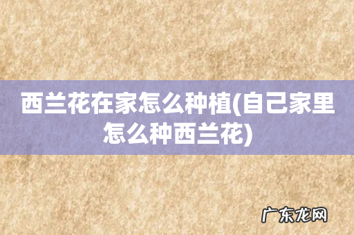 自己家里怎么种西兰花 西兰花在家怎么种植