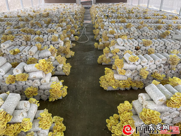 金菌菇 黄金菇图片