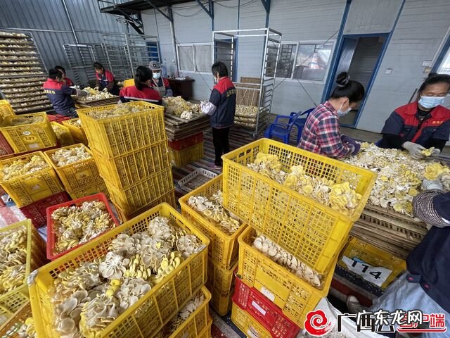 金菌菇 黄金菇图片