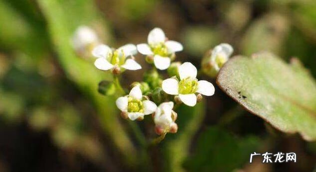 荠菜花的作用和功效 荠菜花是什么颜色