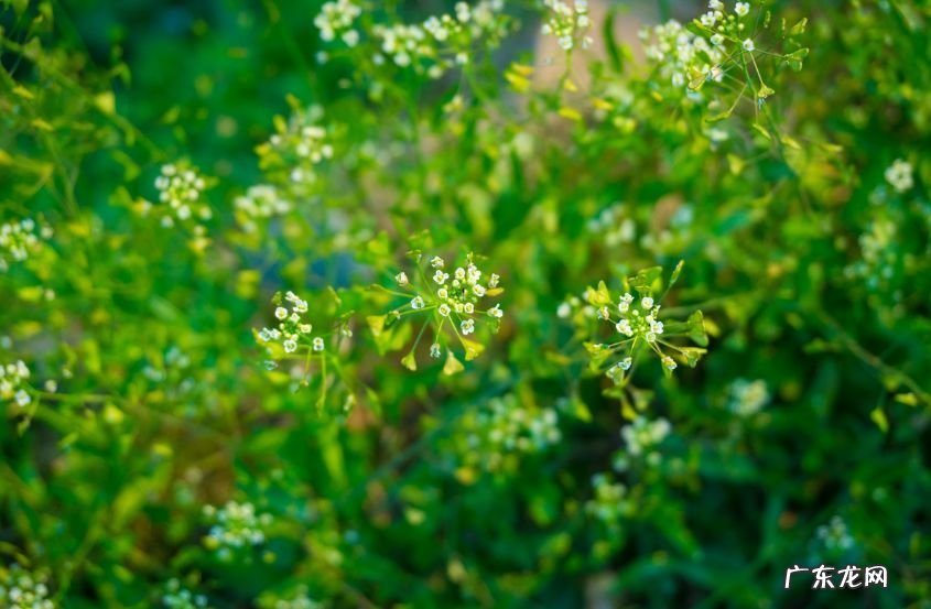 荠菜花的作用和功效 荠菜花是什么颜色