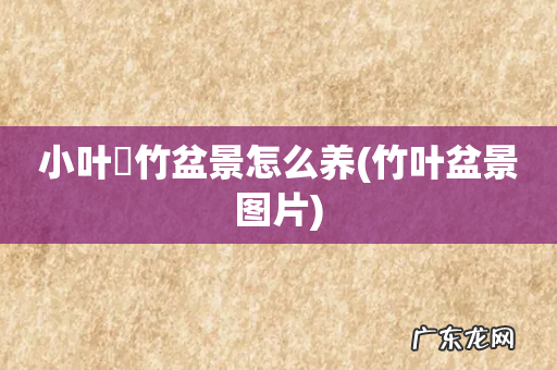 竹叶盆景图片 小叶簕竹盆景怎么养