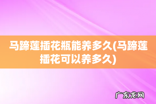 马蹄莲插花可以养多久 马蹄莲插花瓶能养多久