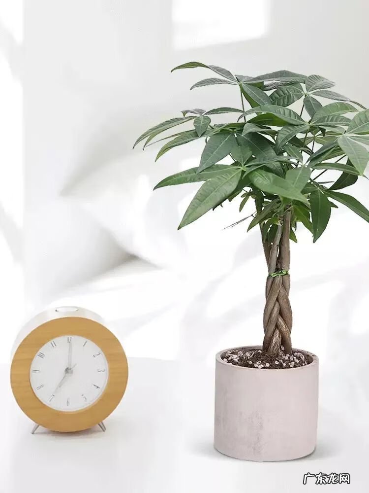 招财树的摆放风水禁忌 招财树怎么种