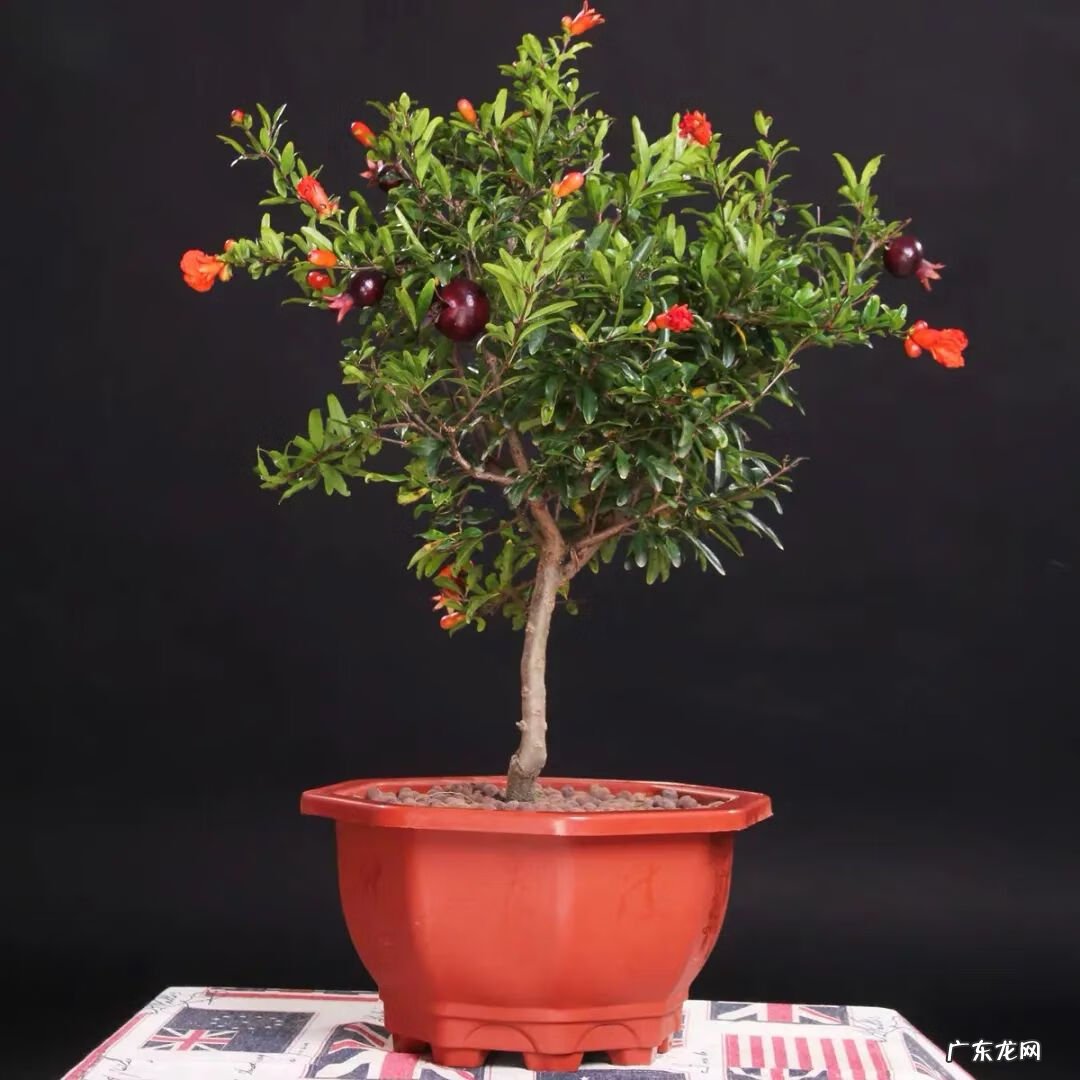 招财树的摆放风水禁忌 招财树怎么种