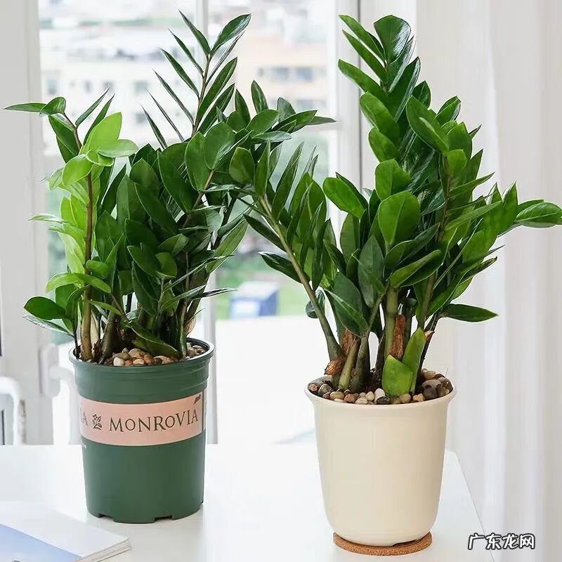 招财树的摆放风水禁忌 招财树怎么种