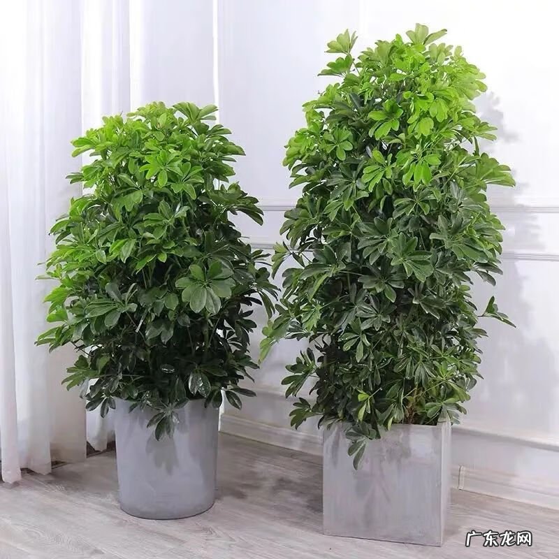 招财树的摆放风水禁忌 招财树怎么种