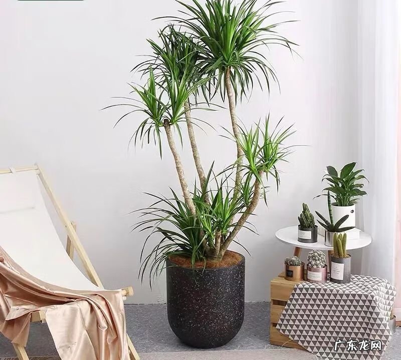 招财树的摆放风水禁忌 招财树怎么种