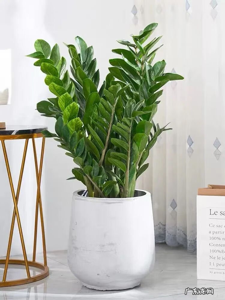 招财树的摆放风水禁忌 招财树怎么种