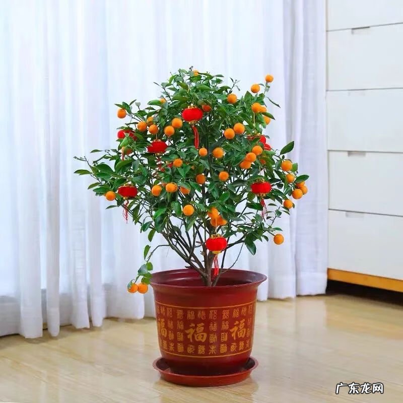 招财树的摆放风水禁忌 招财树怎么种