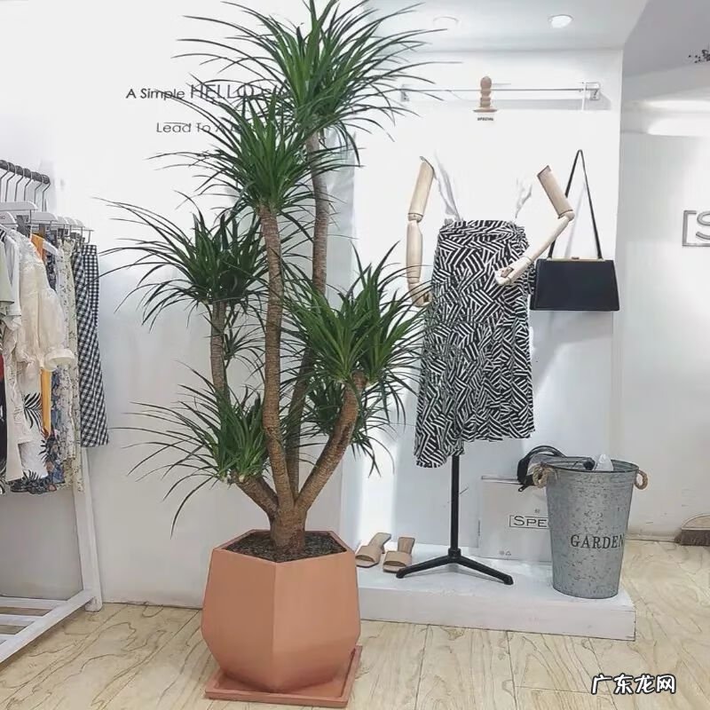 招财树的摆放风水禁忌 招财树怎么种