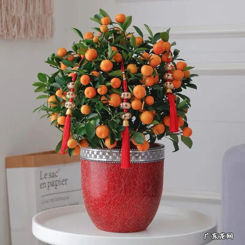 招财树的摆放风水禁忌 招财树怎么种