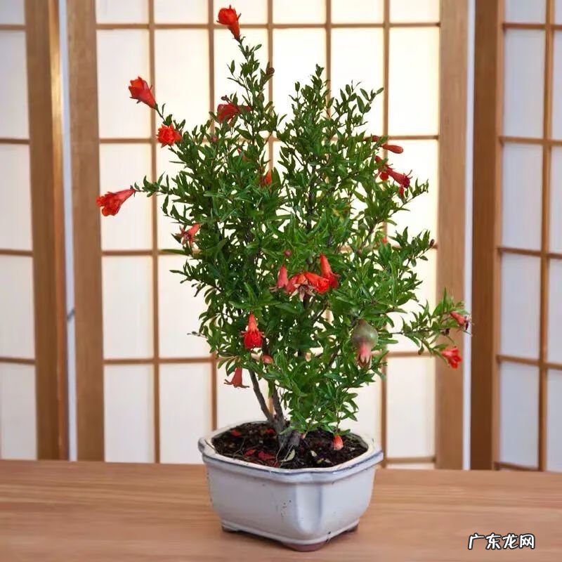 招财树的摆放风水禁忌 招财树怎么种