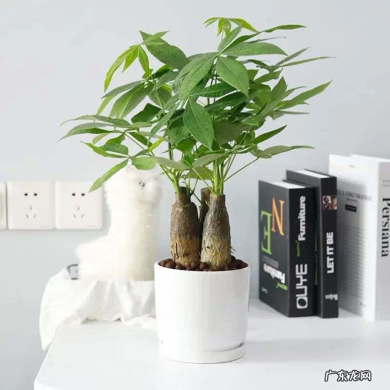 招财树的摆放风水禁忌 招财树怎么种