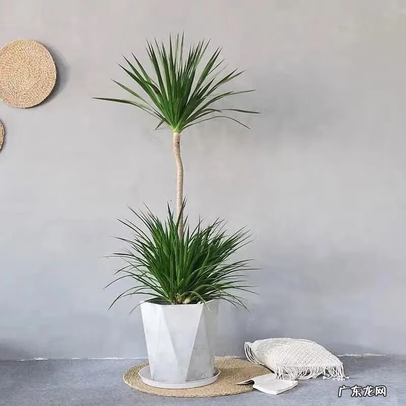 招财树的摆放风水禁忌 招财树怎么种