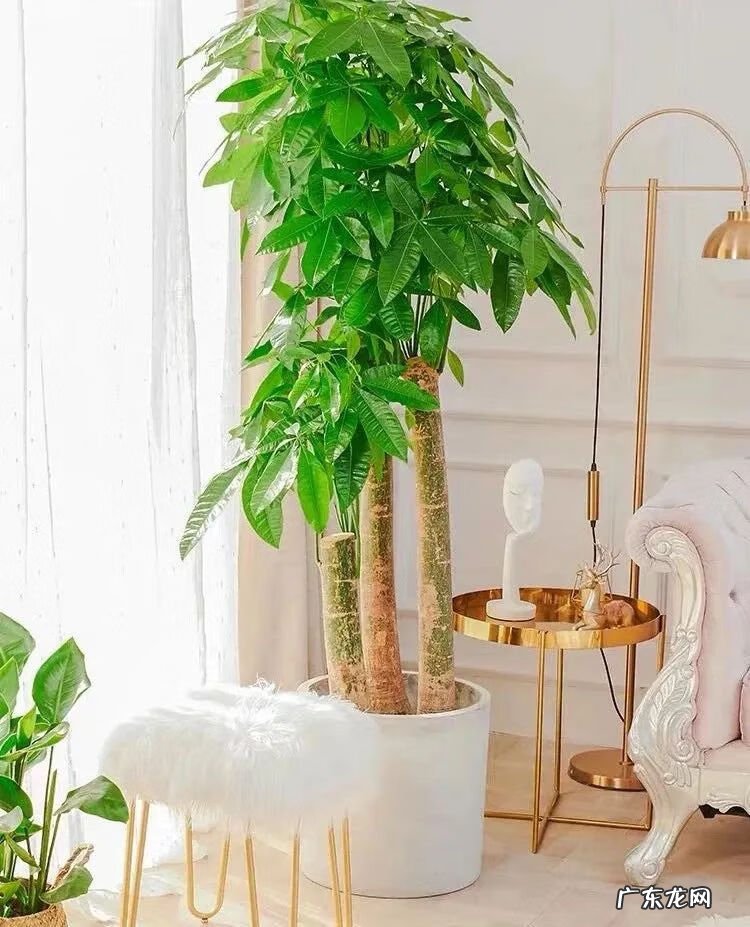 招财树的摆放风水禁忌 招财树怎么种