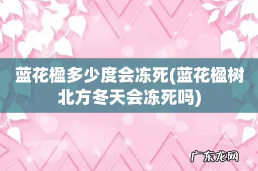 蓝花楹树北方冬天会冻死吗 蓝花楹多少度会冻死