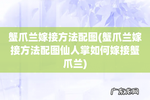 蟹爪兰嫁接方法配图仙人掌如何嫁接蟹爪兰 蟹爪兰嫁接方法配图