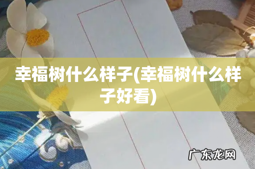 幸福树什么样子好看 幸福树什么样子