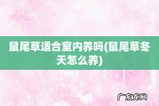 鼠尾草冬天怎么养 鼠尾草适合室内养吗