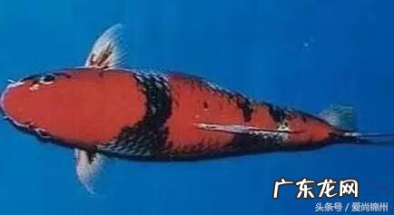 风水宝地喝形落地金钗 风水金钗玉印方位图