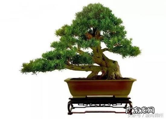 风水宝地喝形落地金钗 风水金钗玉印方位图