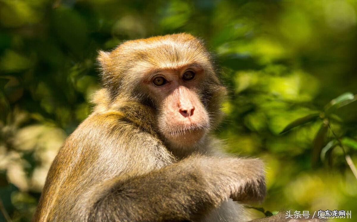 风水宝地喝形落地金钗 风水金钗玉印方位图