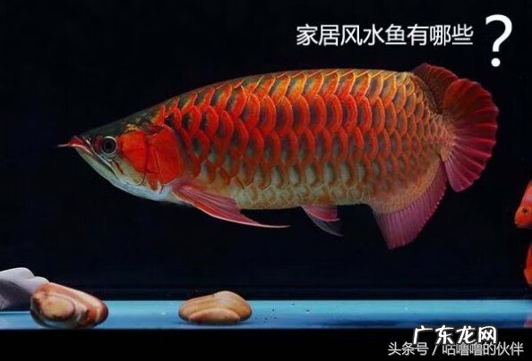 五条鱼的画风水用意