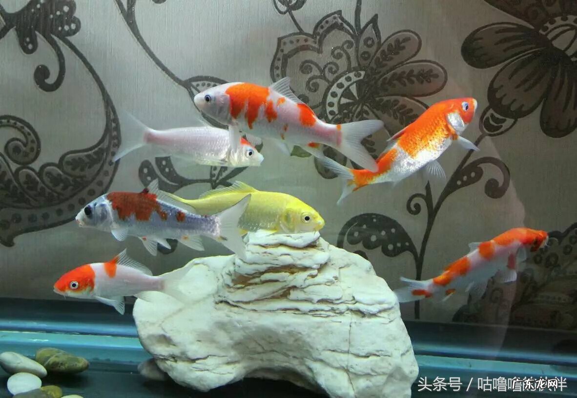 五条鱼的画风水用意