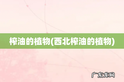 西北榨油的植物 榨油的植物