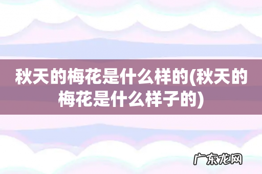 秋天的梅花是什么样子的 秋天的梅花是什么样的