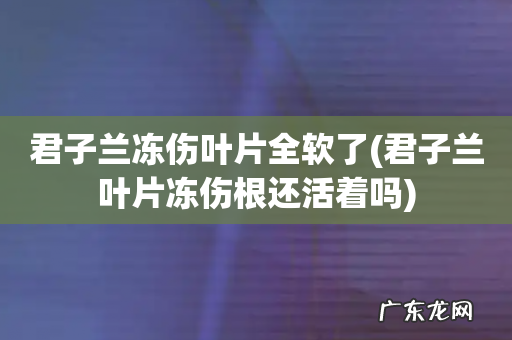 君子兰叶片冻伤根还活着吗 君子兰冻伤叶片全软了