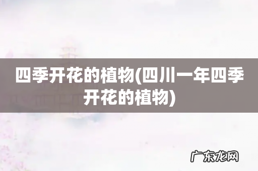 四川一年四季开花的植物 四季开花的植物