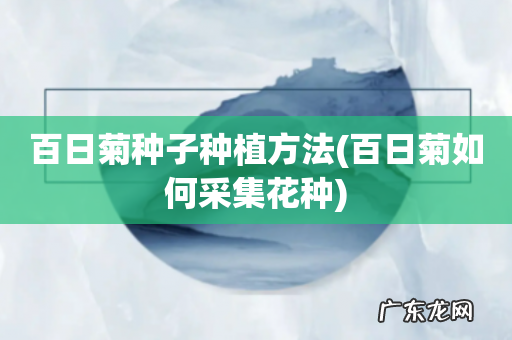 百日菊如何采集花种 百日菊种子种植方法
