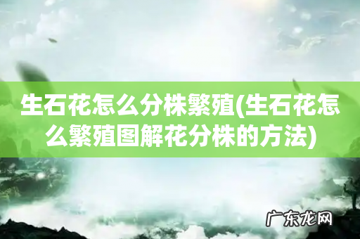生石花怎么繁殖图解花分株的方法 生石花怎么分株繁殖