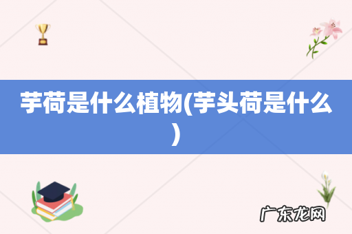 芋头荷是什么 芋荷是什么植物
