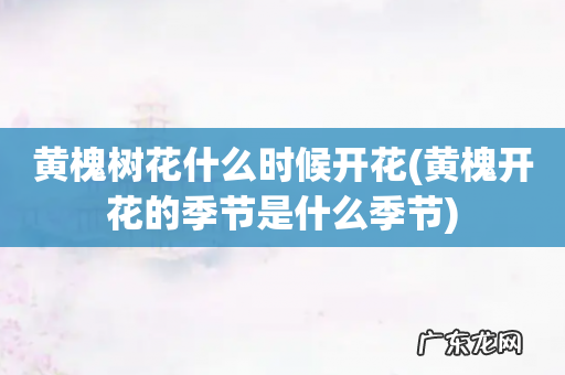 黄槐开花的季节是什么季节 黄槐树花什么时候开花