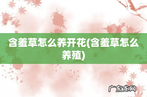 含羞草怎么养殖 含羞草怎么养开花