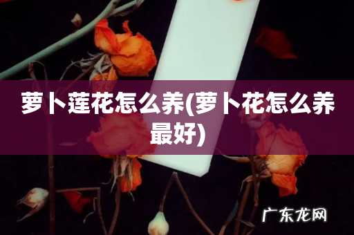 萝卜花怎么养最好 萝卜莲花怎么养