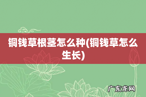铜钱草怎么生长 铜钱草根茎怎么种