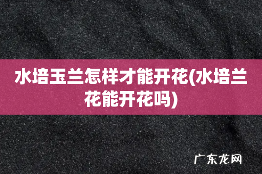 水培兰花能开花吗 水培玉兰怎样才能开花