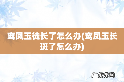 鸾凤玉长斑了怎么办 鸾凤玉徒长了怎么办