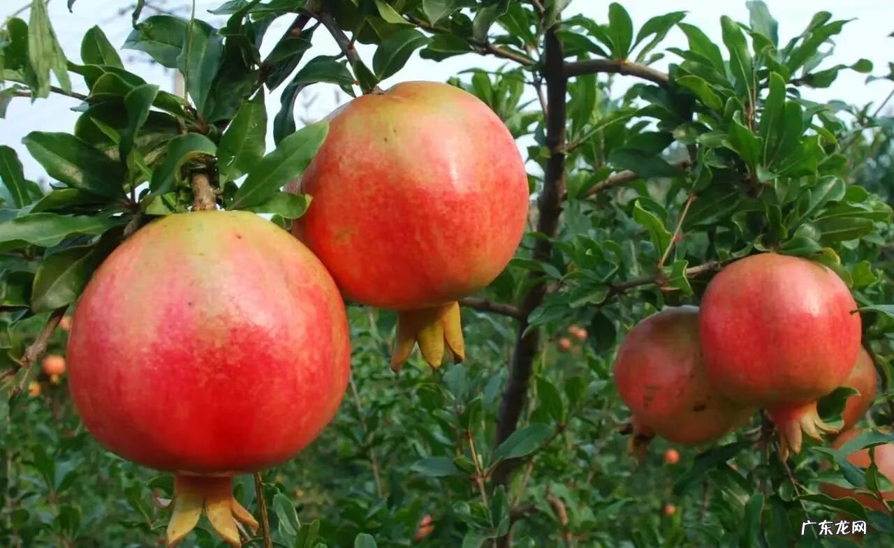 小孩咳嗽吃什么好的最快 小儿咳嗽吃什么好?