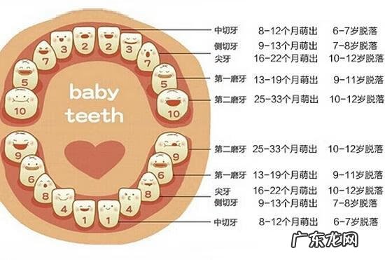 小孩换牙注意事项 儿童换牙顺序图2