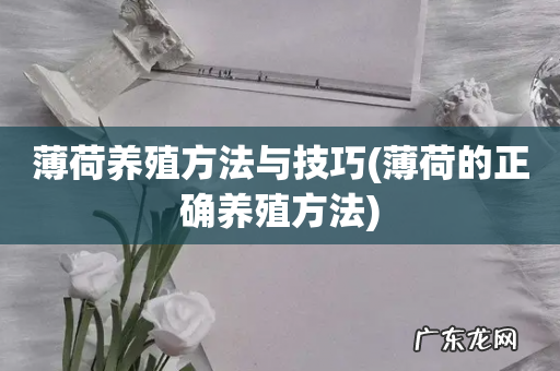 薄荷的正确养殖方法 薄荷养殖方法与技巧