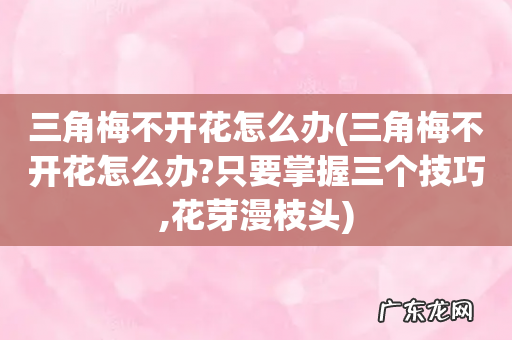 三角梅不开花怎么办?只要掌握三个技巧,花芽漫枝头 三角梅不开花怎么办